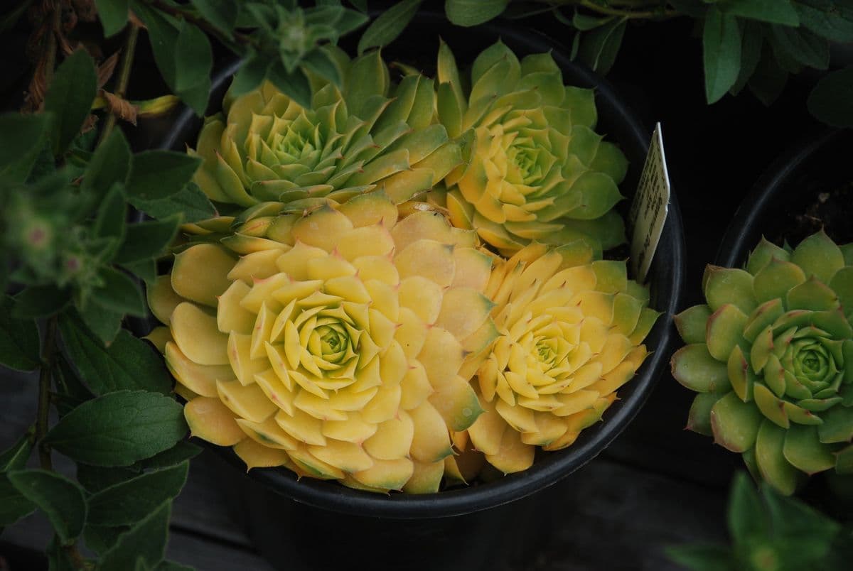Peacock Horticultural Nursery (only open by appointment)