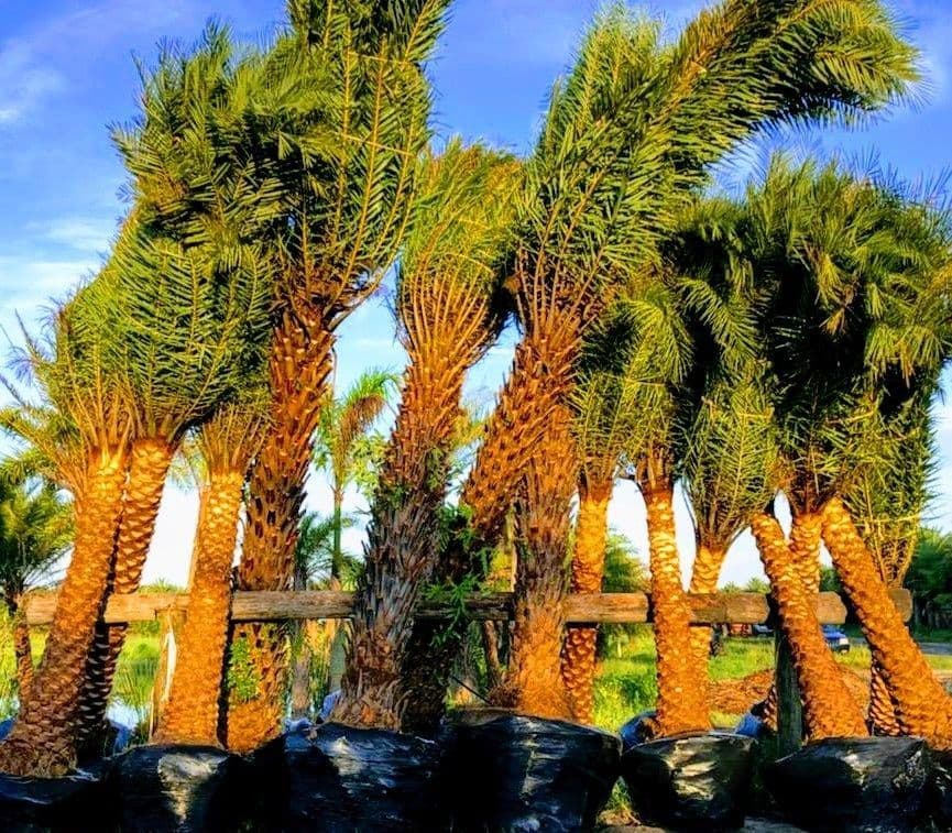 Peacock Trees
