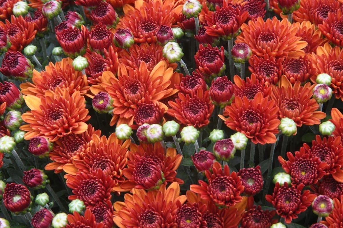 Pearl River Farm & Garden Supply