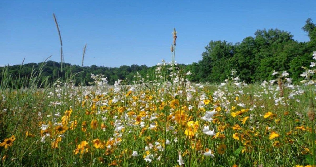 Peckosh Nursery & Landscaping