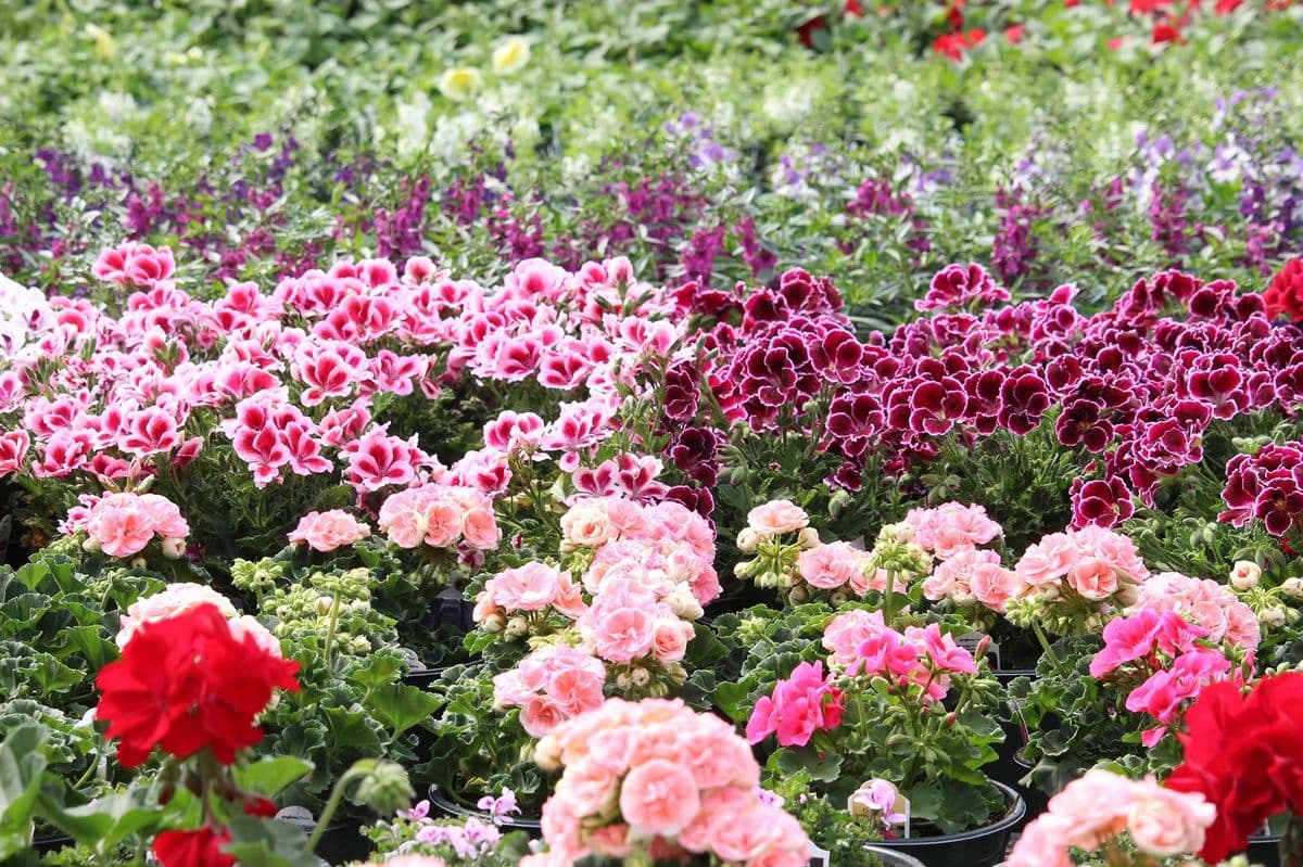 Peet Farm Greenhouses