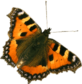 Pegasus Growers Nursery