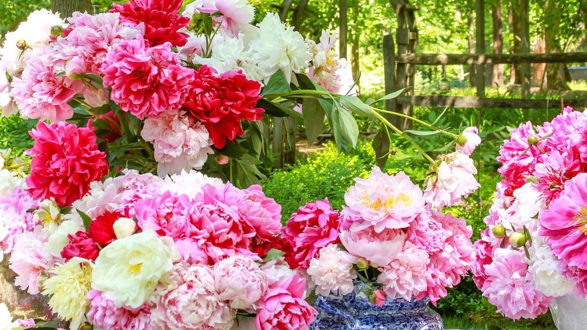 Peony's Envy