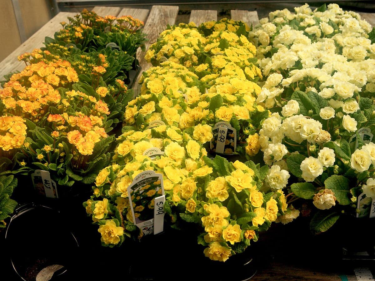 Pequot Plant Farm