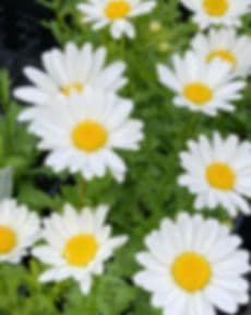 Perennial Gardens