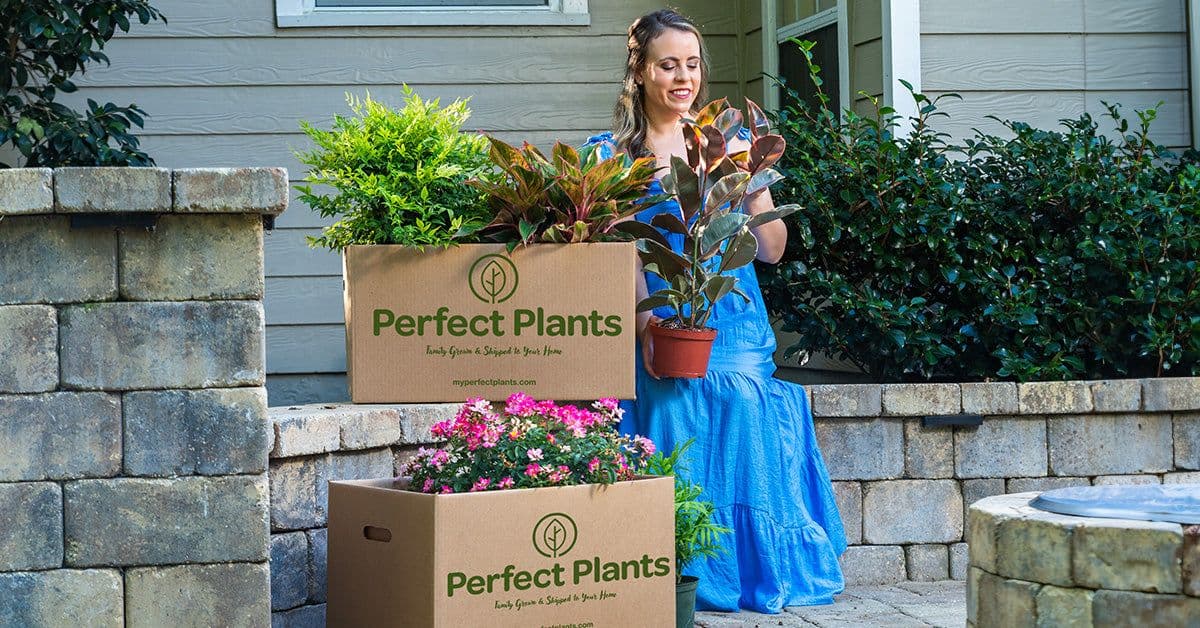 Perfect Plants Nursery
