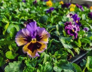Pesche's Greenhouse Floral Shop & Gift Barn