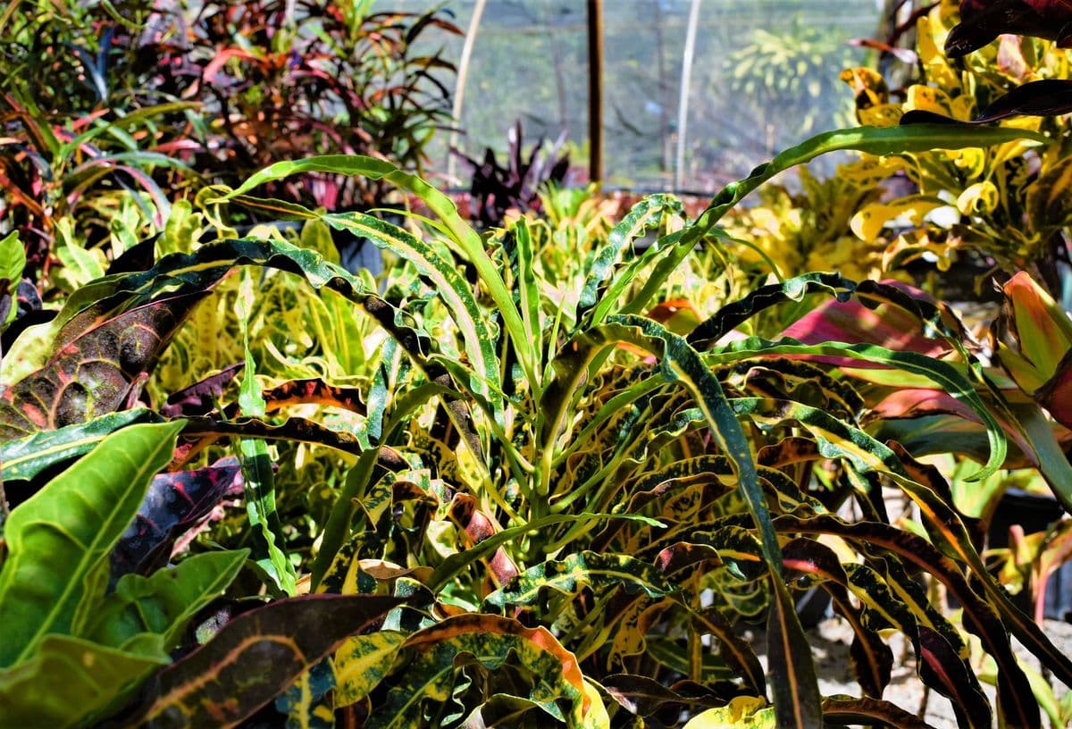 Peters Croton & Cordyline Nursery
