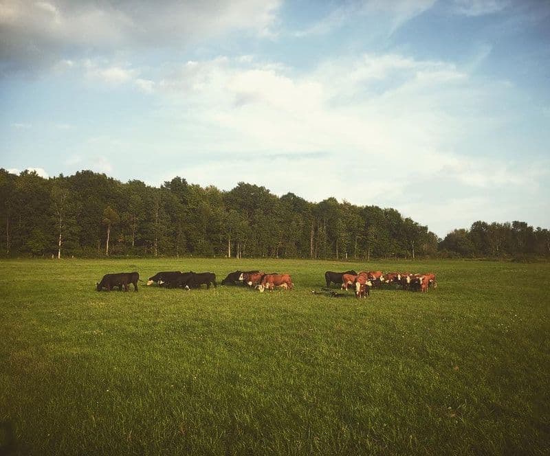 Peterson Farm