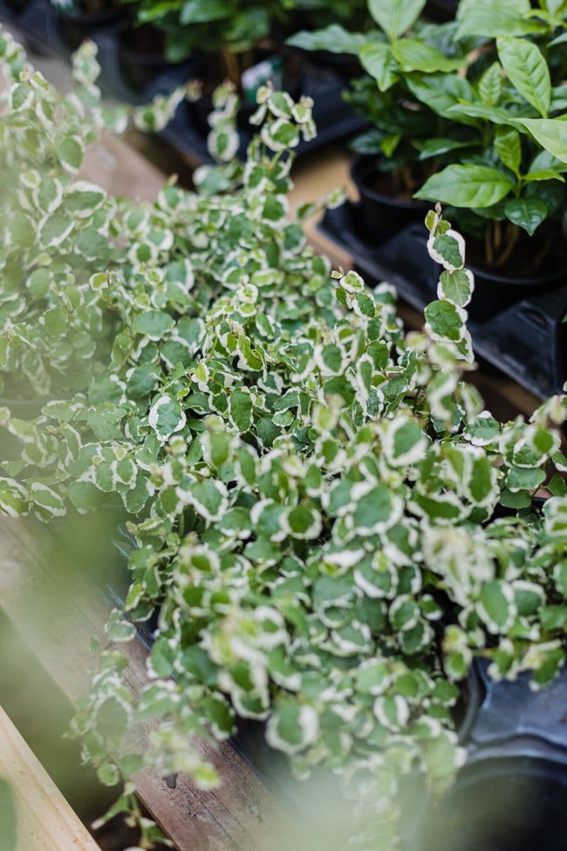 Pete's Greenhouse
