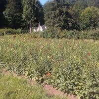 Peto Garden