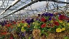 Petunia Factory