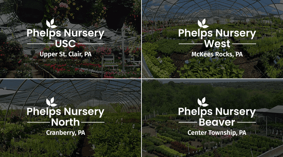 Phelps Nursery PGH West