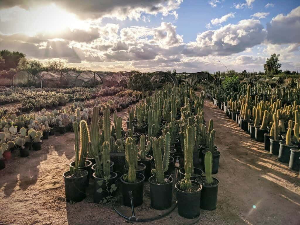 Phoenix Desert Nursery