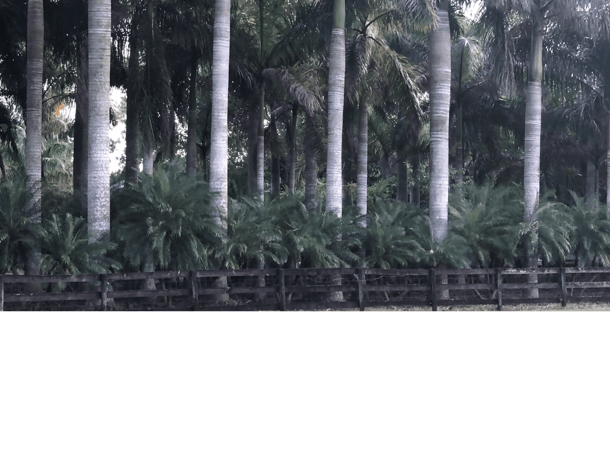 Phoenix Farms