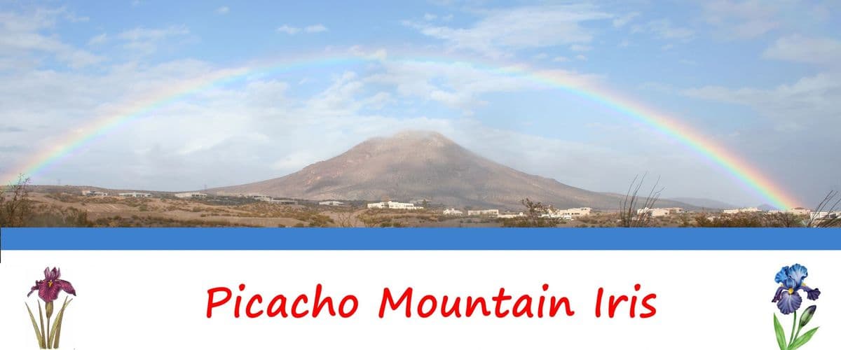 Picacho Mountain Iris
