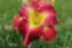 Pick A Daylily Garden