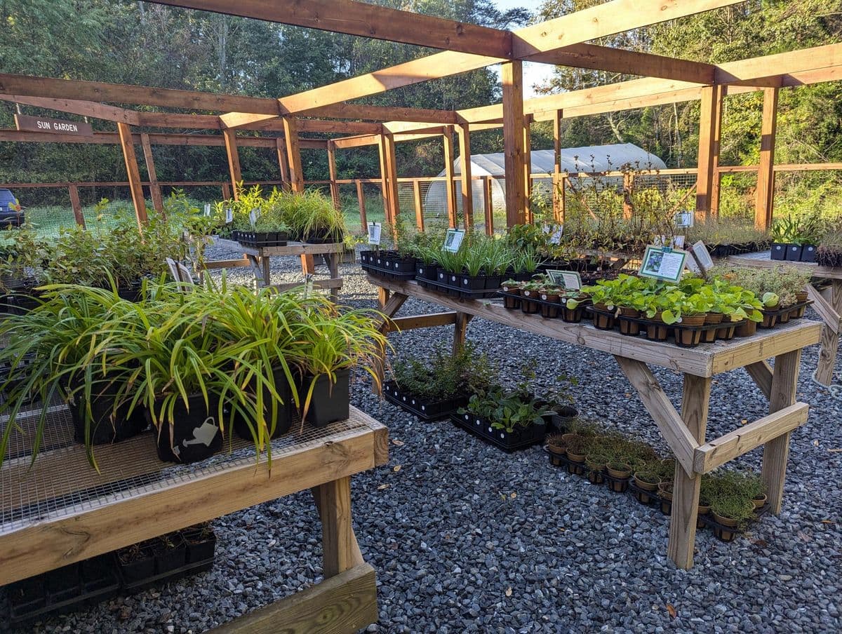Piedmont Plants Nursery