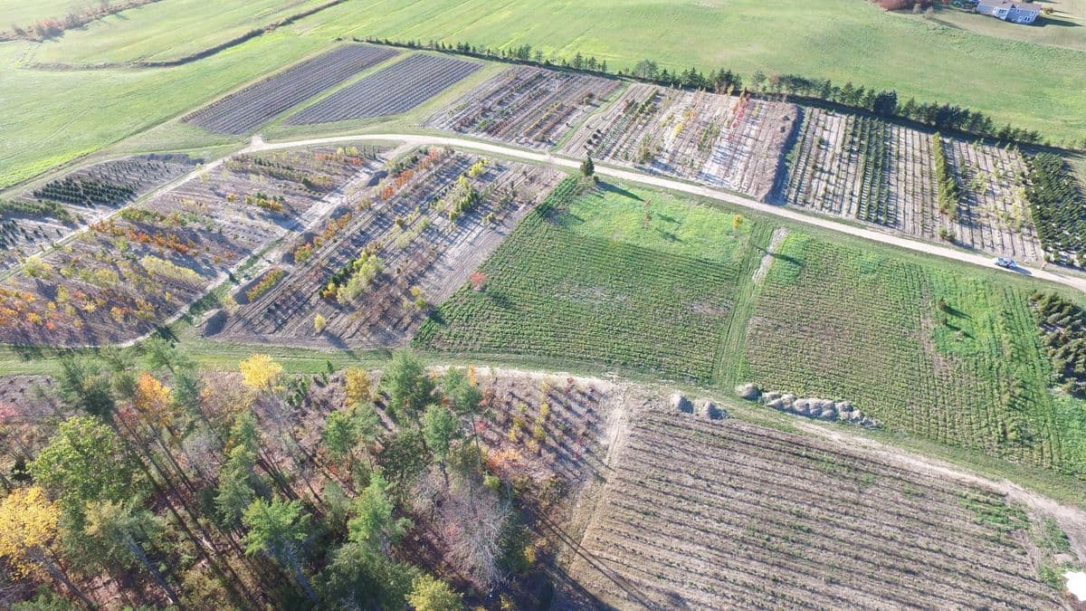 Pierson Nurseries