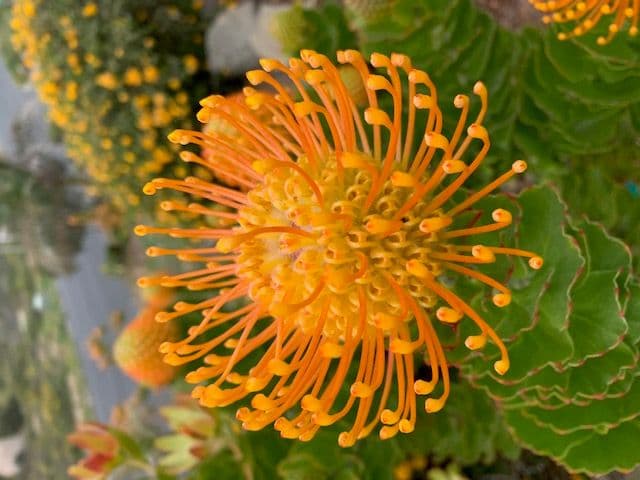 Pincushion Central, Fresh Cut Flowers