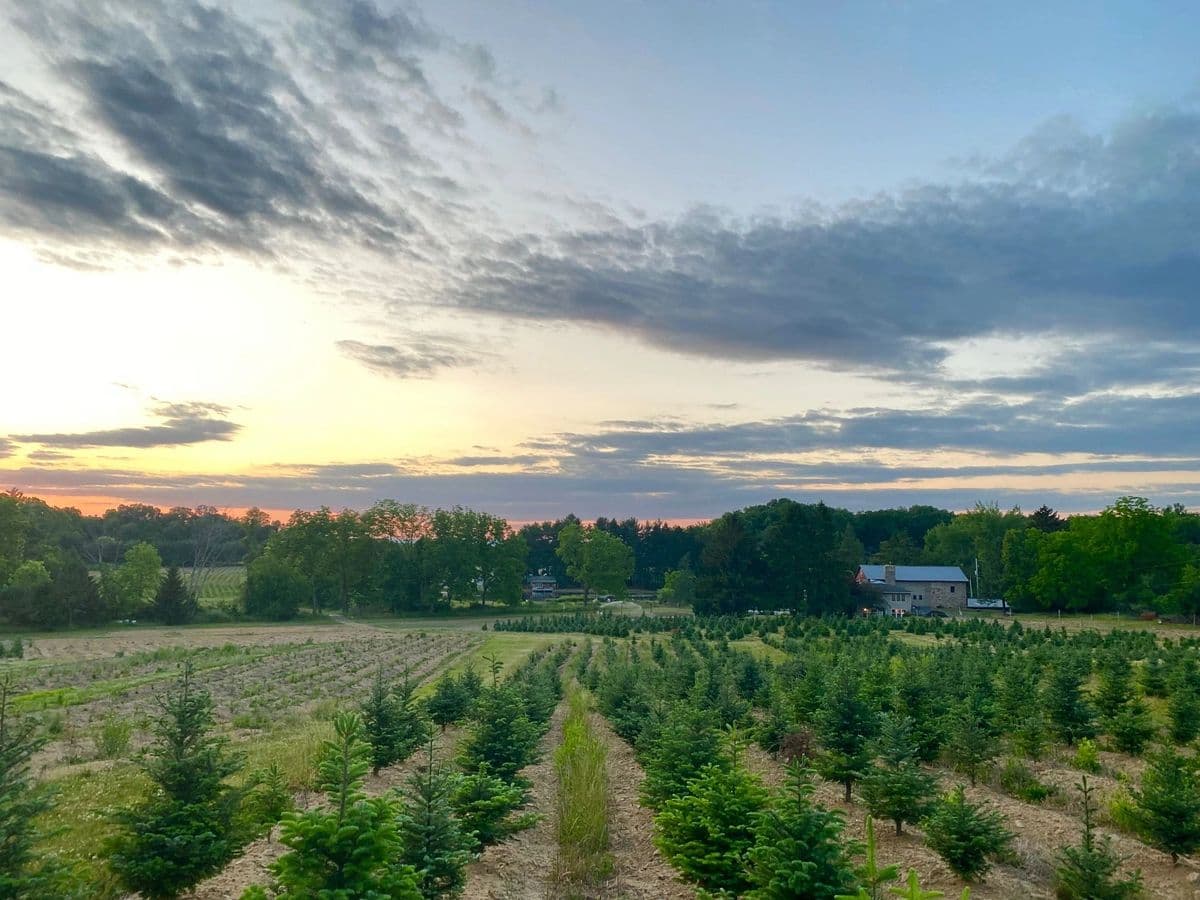Pine Brook Hollow Christmas Tree Farm