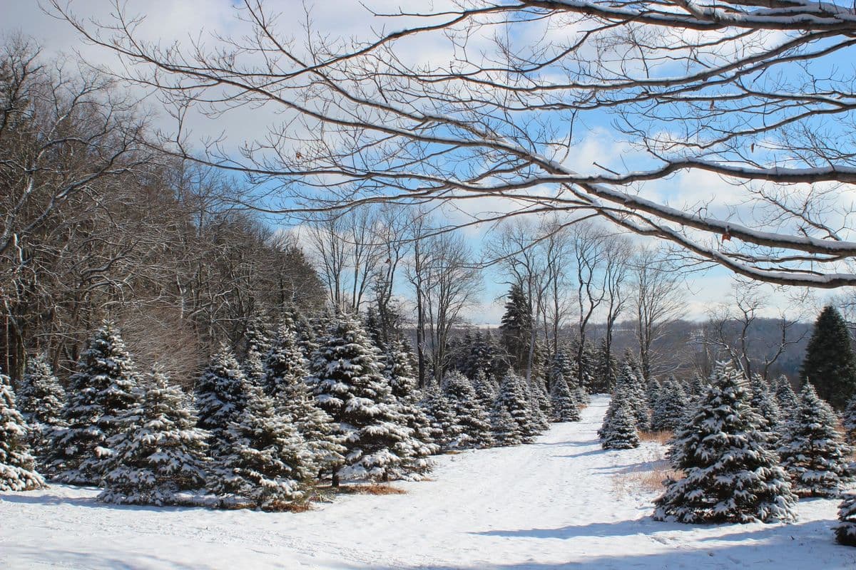 Pine Farm