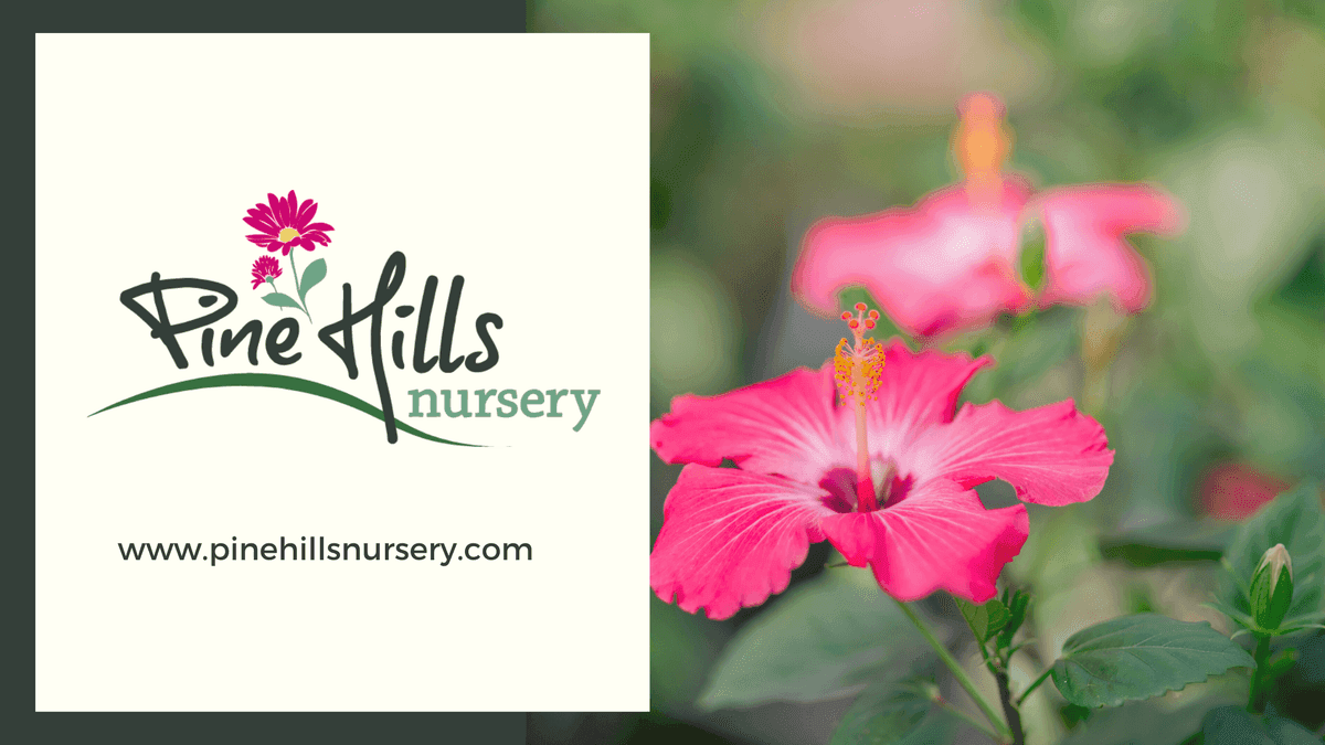 Pine Hills Nursery