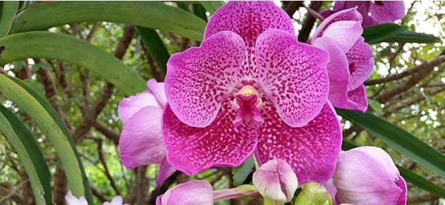 Pine Island Tropicals