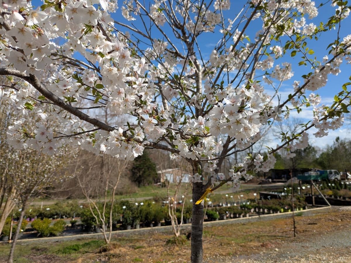 Pine Lake Nursery and Landscaping