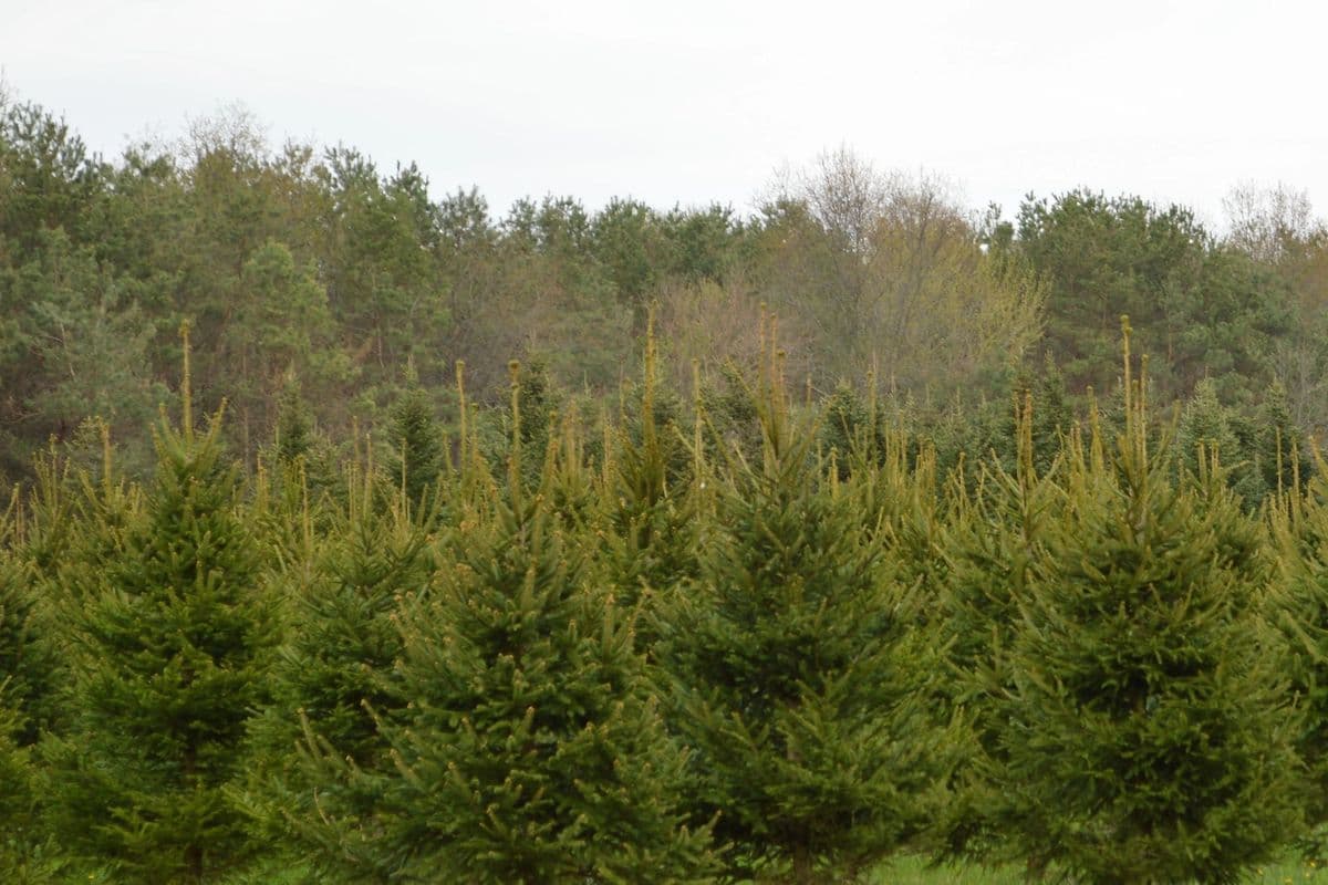 Pines On Paddock Tree Nursery & Transplant Service