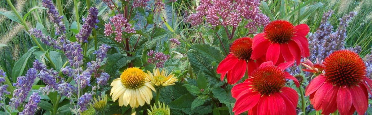Pinewood Perennial Gardens