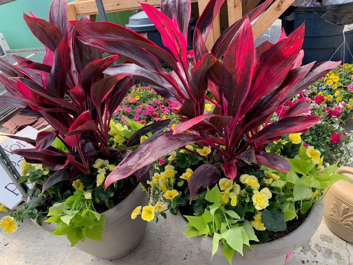 Pink Prairie Gardens