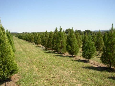 Pipe Creek Tree Farm & Pumpkin Patch