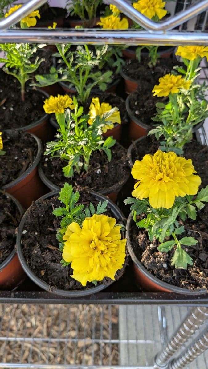Pips Micro Farm
