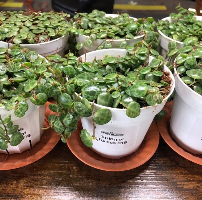 Pivot Plants