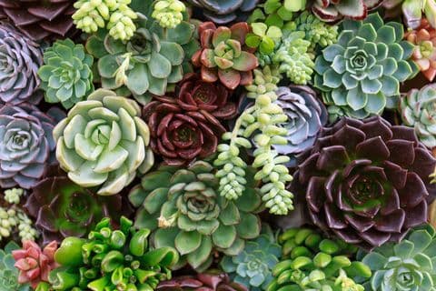 Plant Cell Nursery and Landscaping