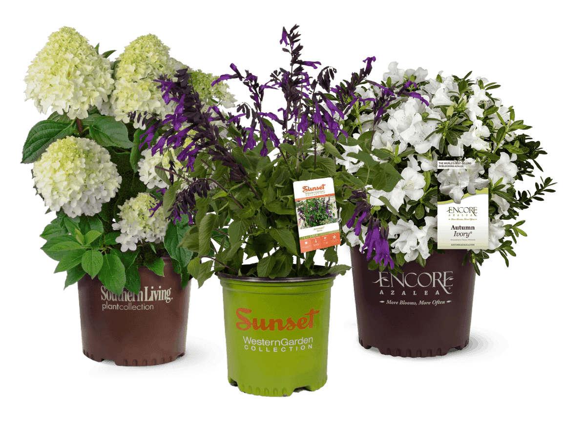 Plant Development Services, Inc
