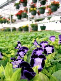 Plant & Grow Nursery