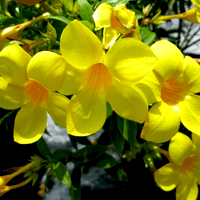 Plant Haven Wholesale Nursery