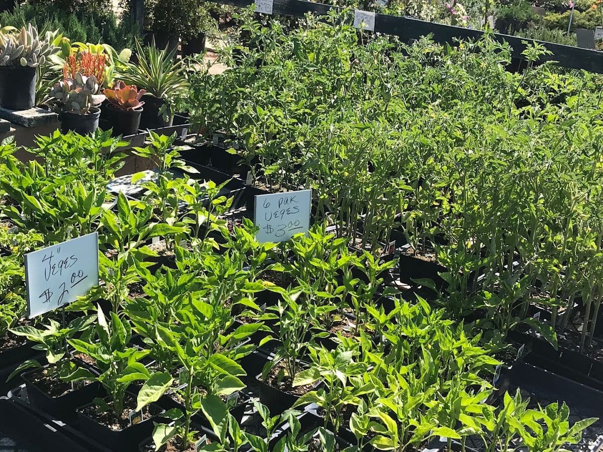 Plant House Nursery