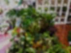 PLANT TERRA