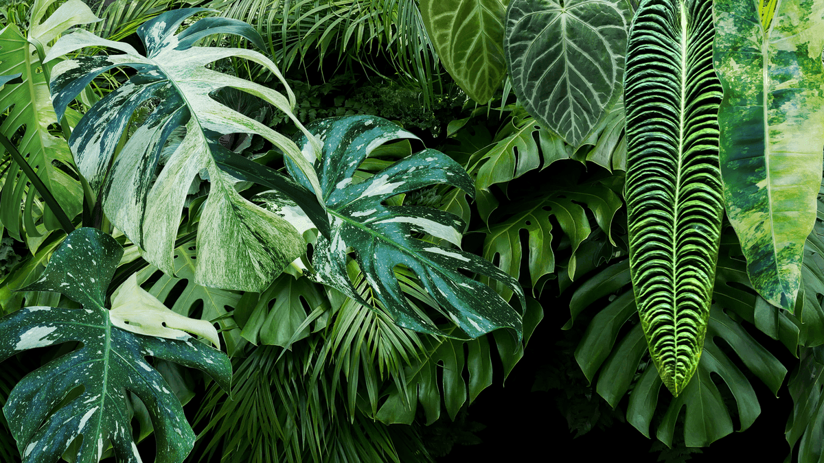 Plant The Jungle
