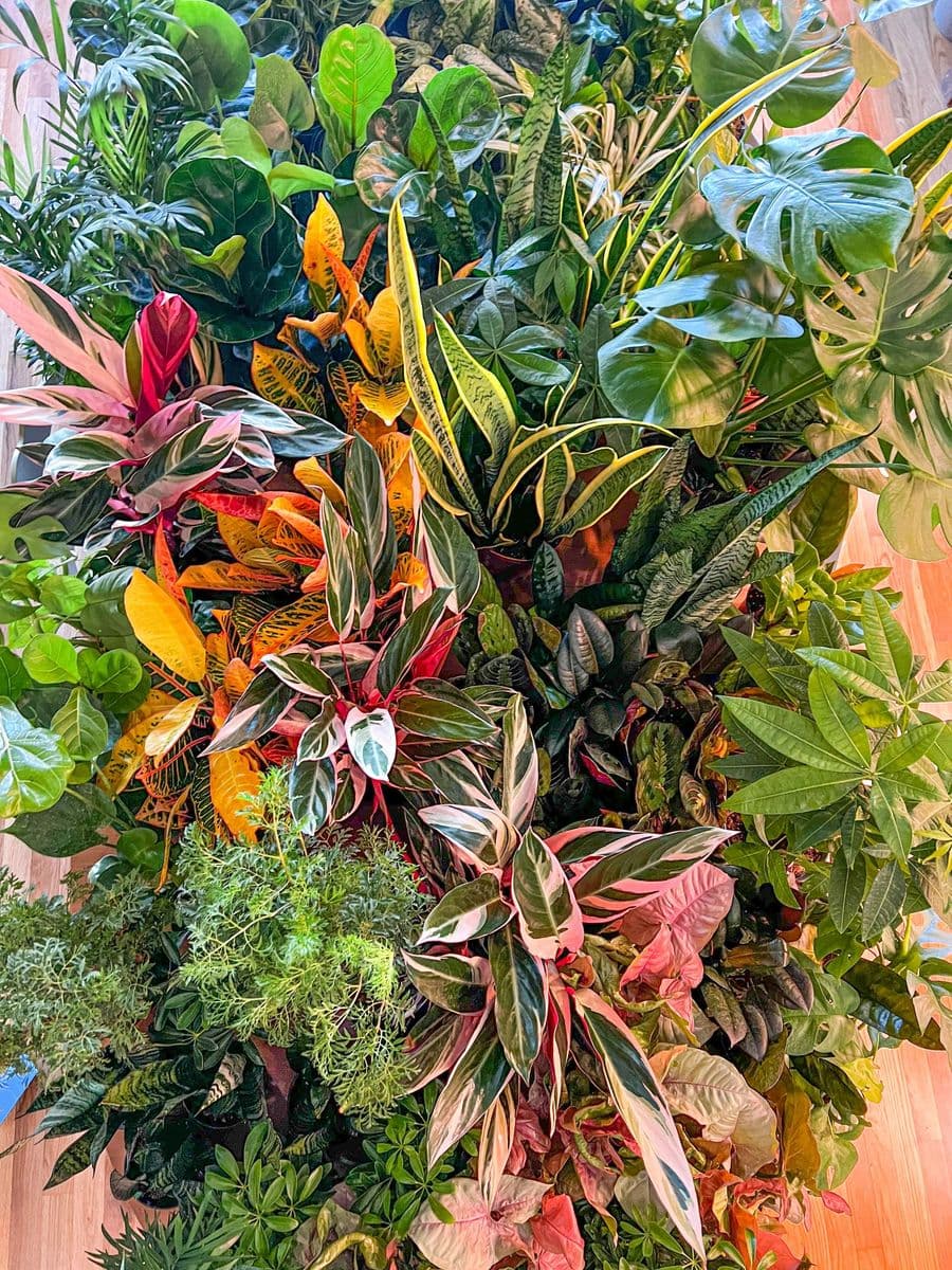 Plant World