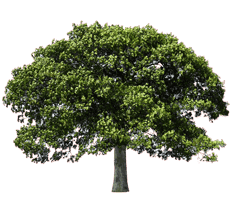 Plantation Tree Co