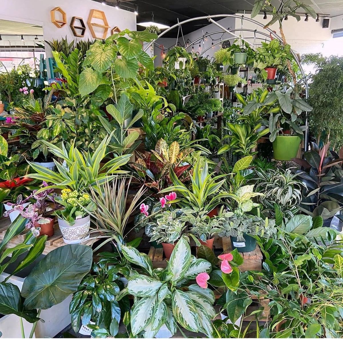 Plante