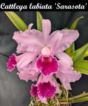 Plantio La Orquidea