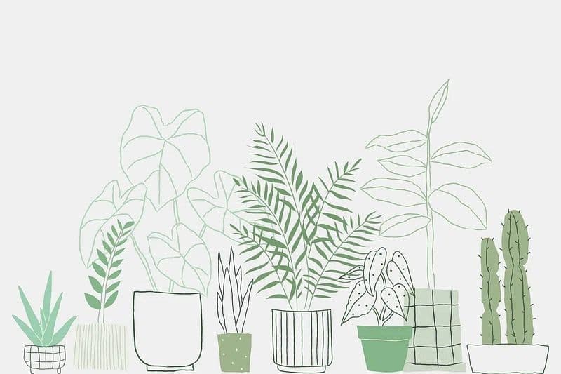Plantpeace LLC
