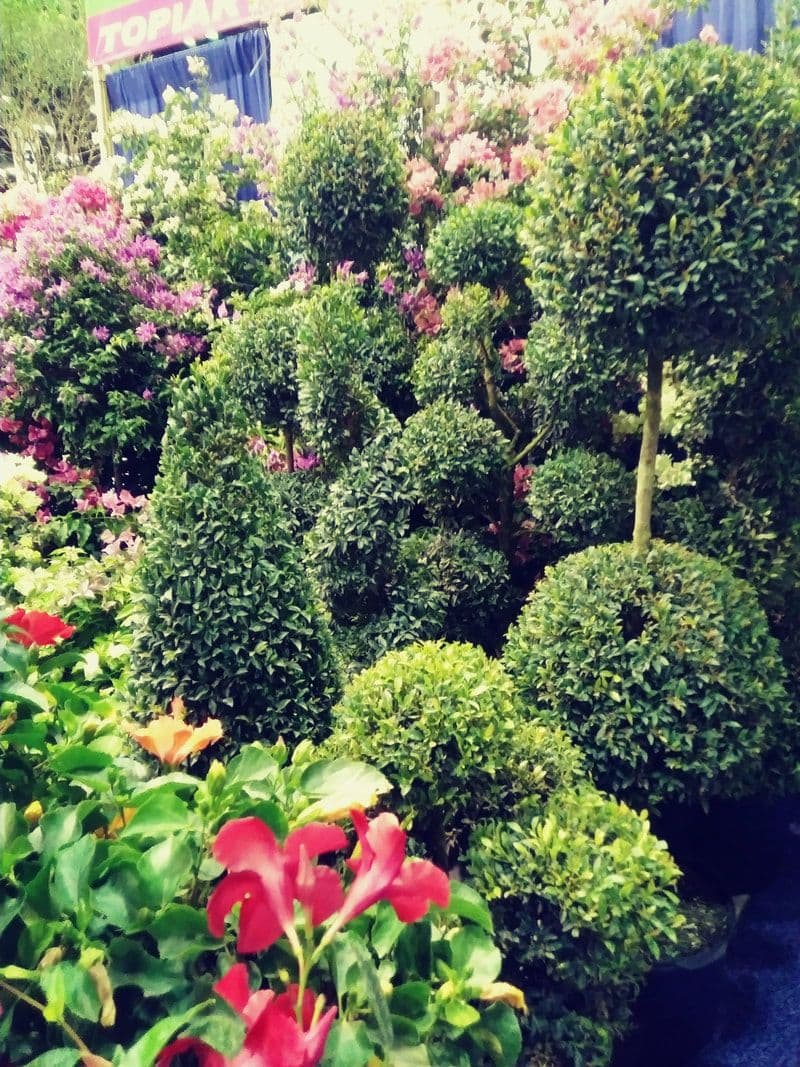 Plants By Phoenix