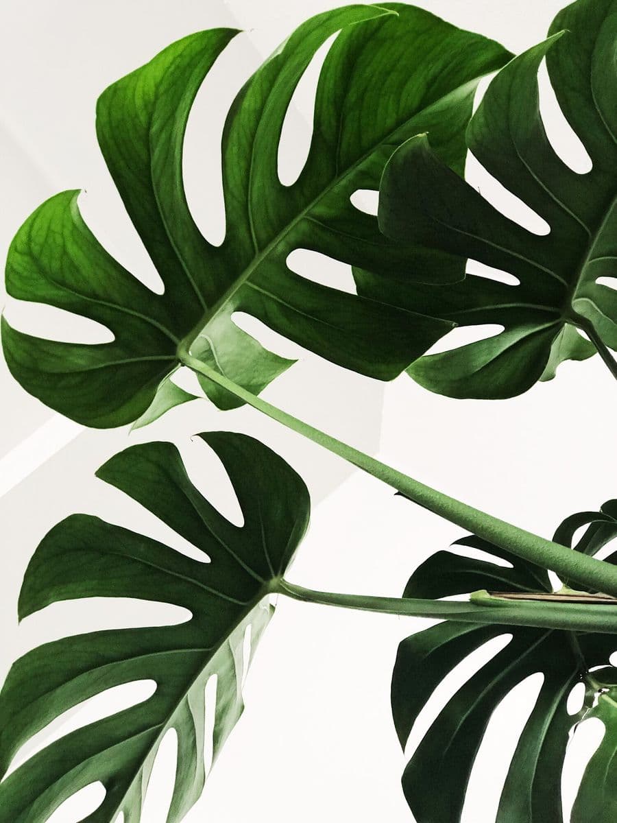 Plants Delivered Chicago