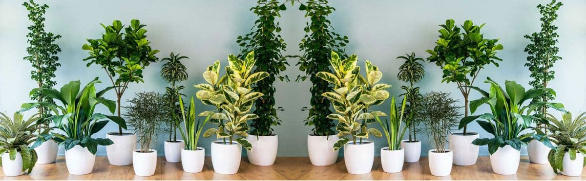 Plants Delivery Lynwood